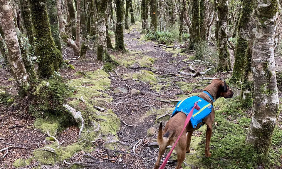 Holdsworth to Kaitoke, Wellington