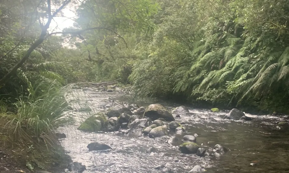 Ohakune Town/Forest Loop, Manawatu - Wanganui