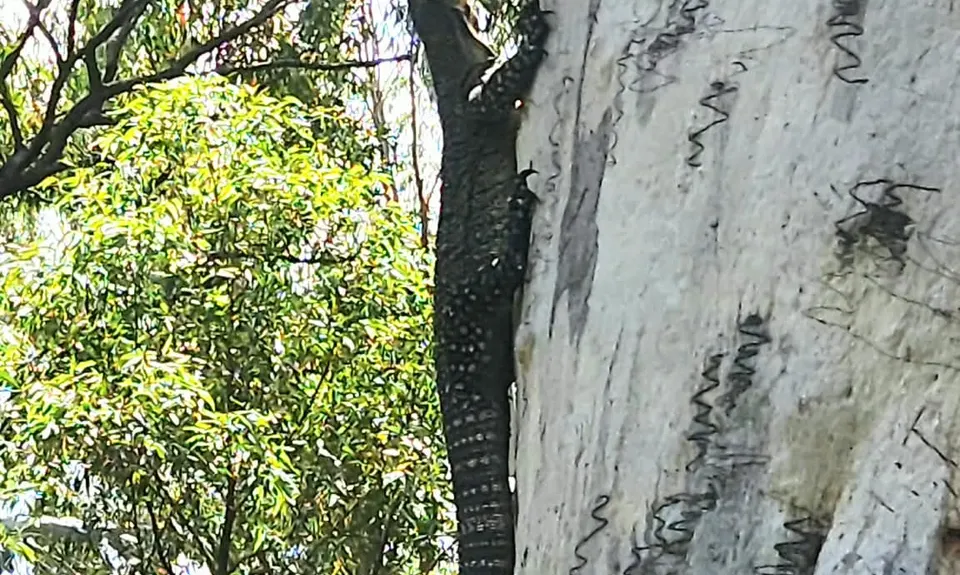 Beerburrum - 'Barebottom', Glasshouse Mountains QLD, Queensland
