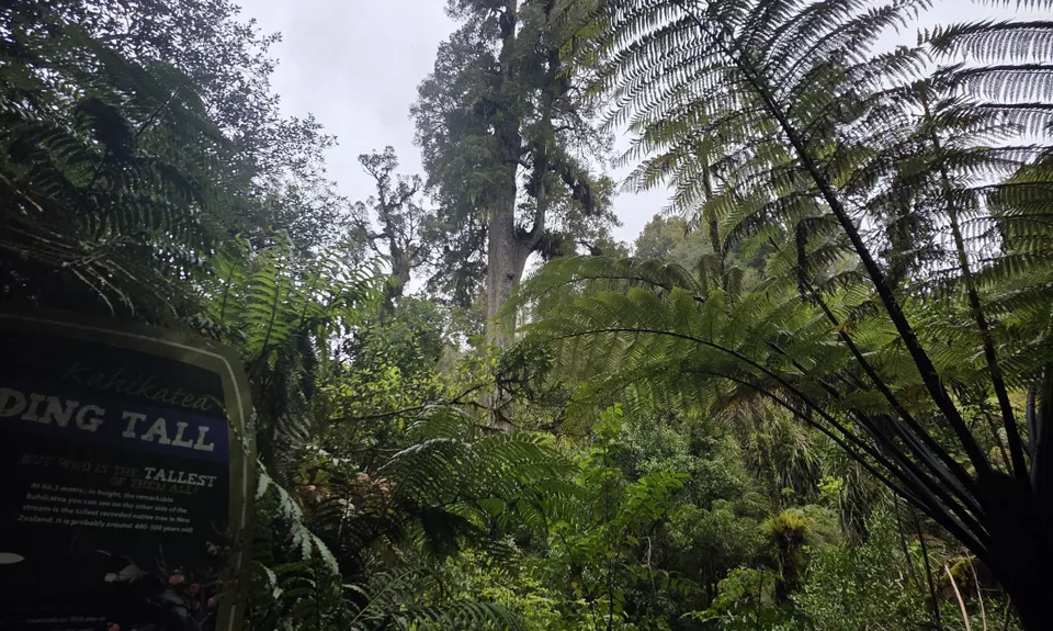 Bell Blast, Waikato