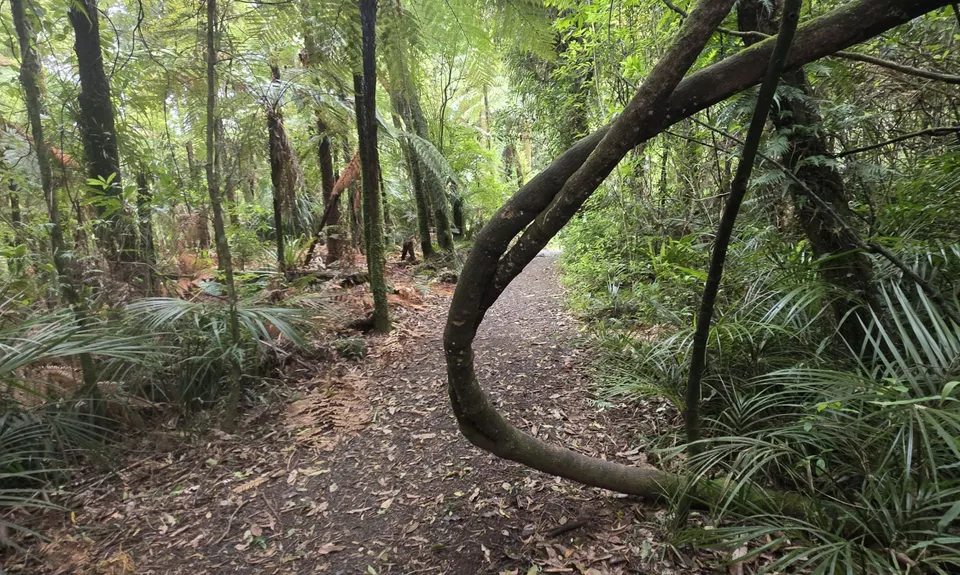 Bell Blast, Waikato