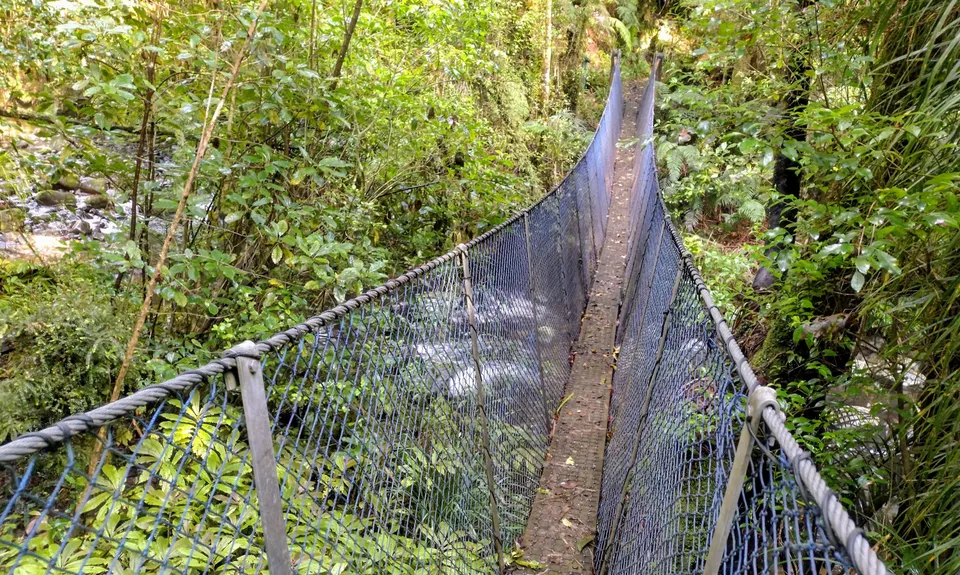 Bell Blast, Waikato