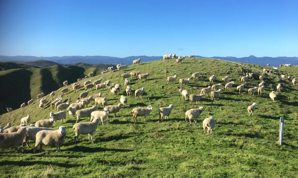 Belmont Regional Park - Oakleigh to Hill, Wellington
