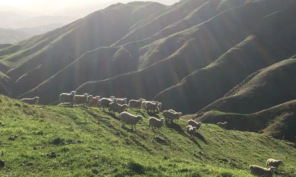 Belmont Regional Park - Oakleigh to Hill, Wellington