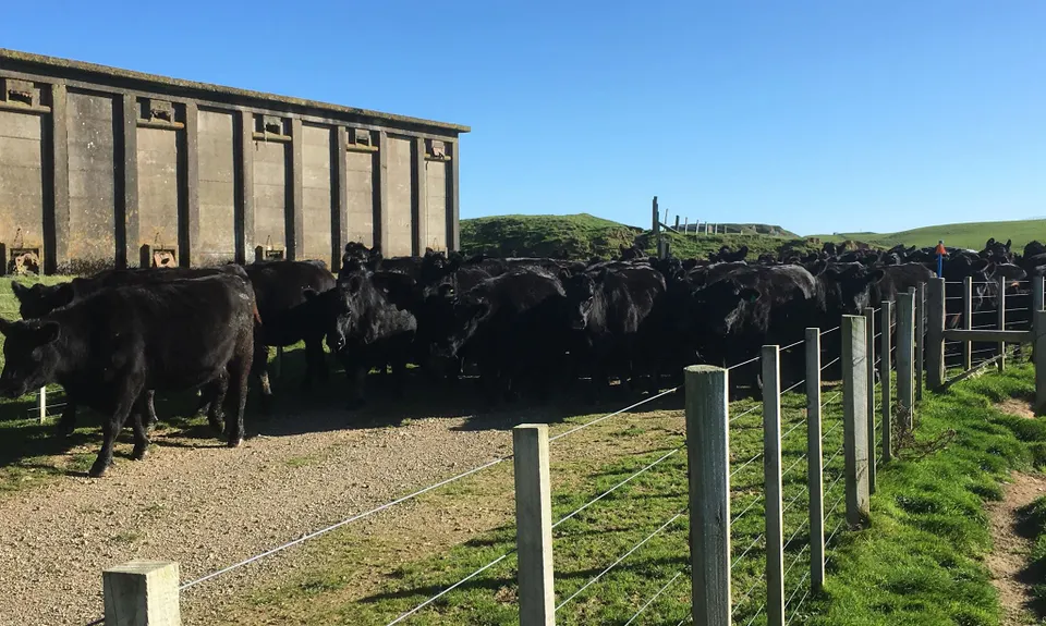 Belmont Regional Park - Oakleigh to Hill, Wellington