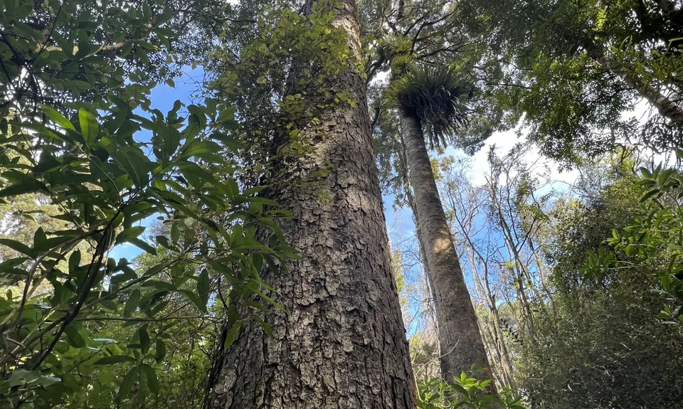 Sutherland's Puriri Bush, Manawatu - Wanganui