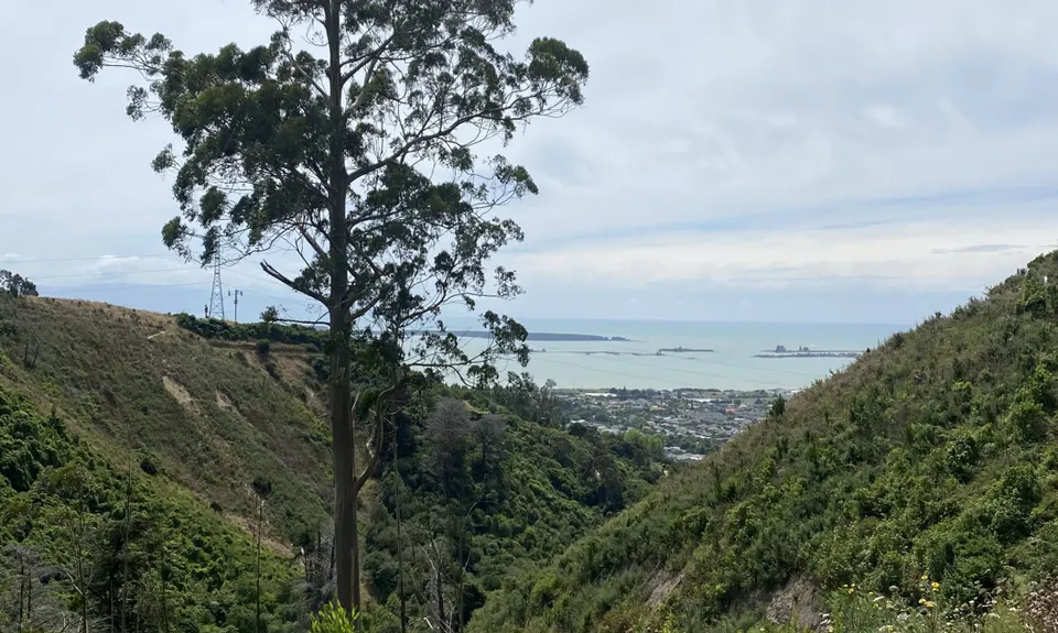 Big Gum Boogie, Tasman