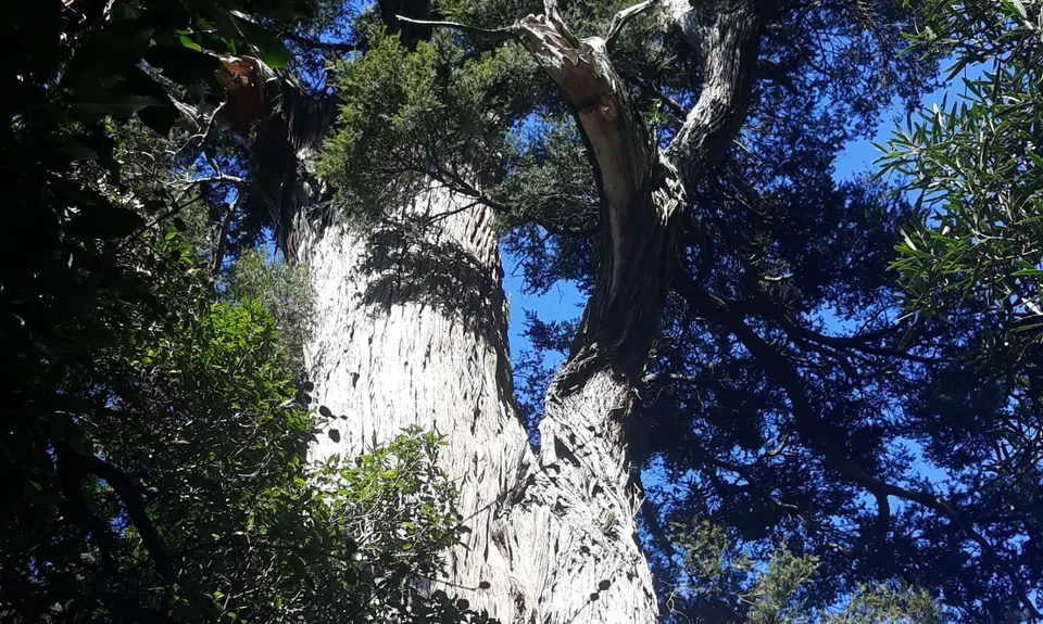 Peel Forest Tiki Tour, Canterbury