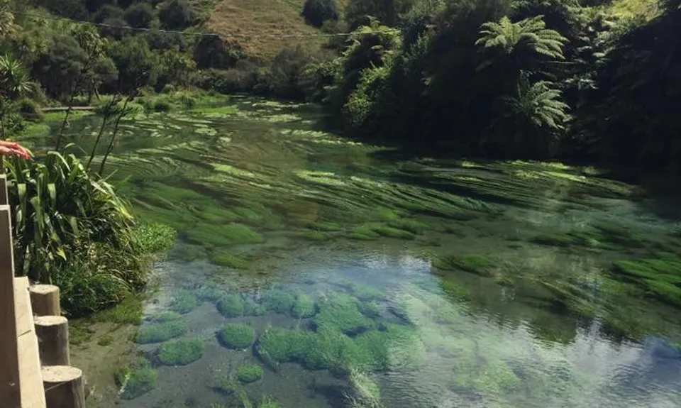 Te Waihou Walkway, Waikato