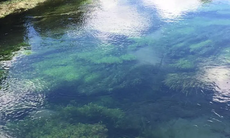Te Waihou Walkway, Waikato