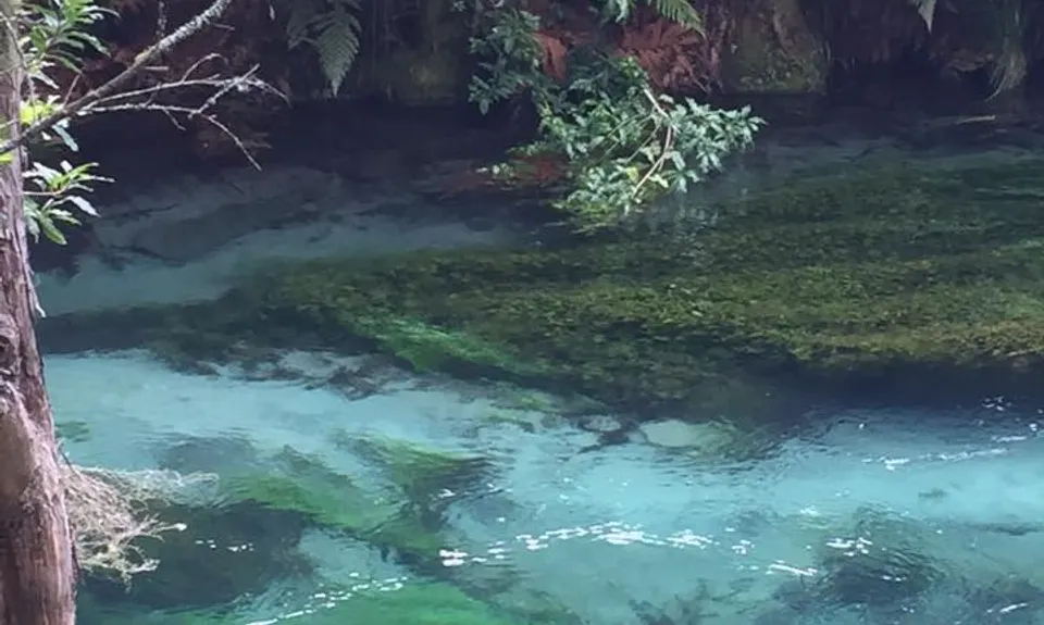 Te Waihou Walkway, Waikato