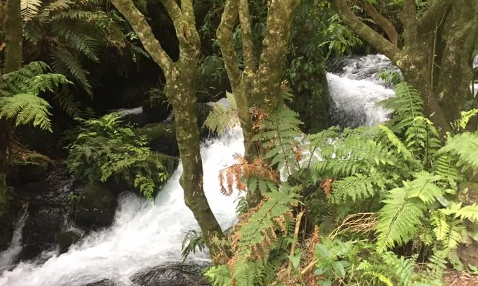 Te Waihou Walkway, Waikato