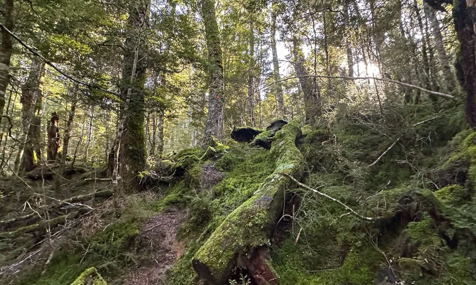 Boyd Creek Tops & Nature Walk, Southland