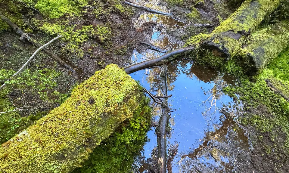 Boyd Creek Tops & Nature Walk, Southland