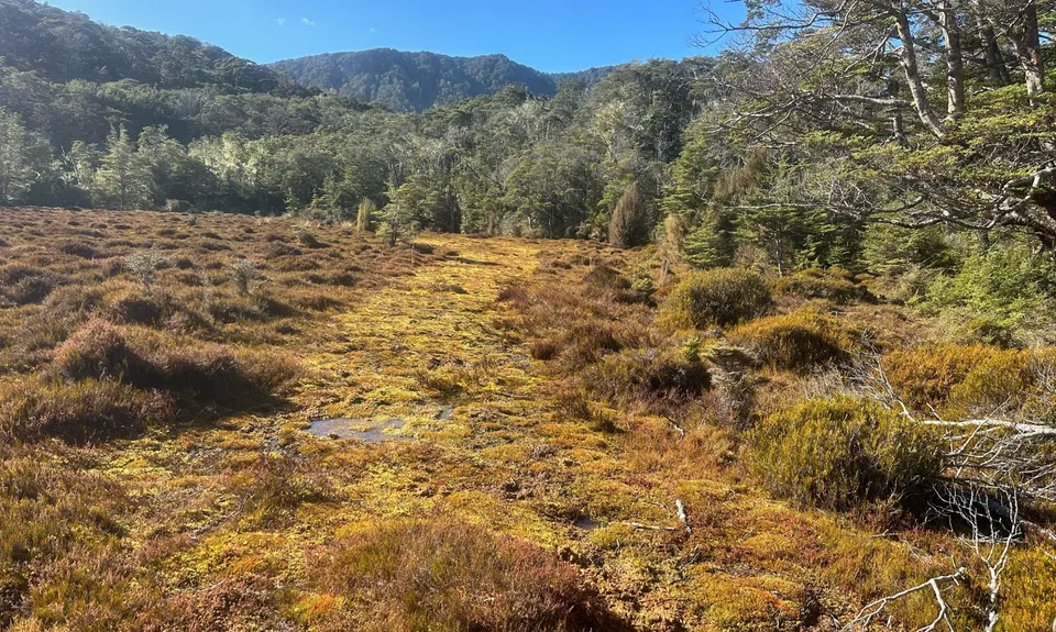 Boyd Creek Tops & Nature Walk, Southland