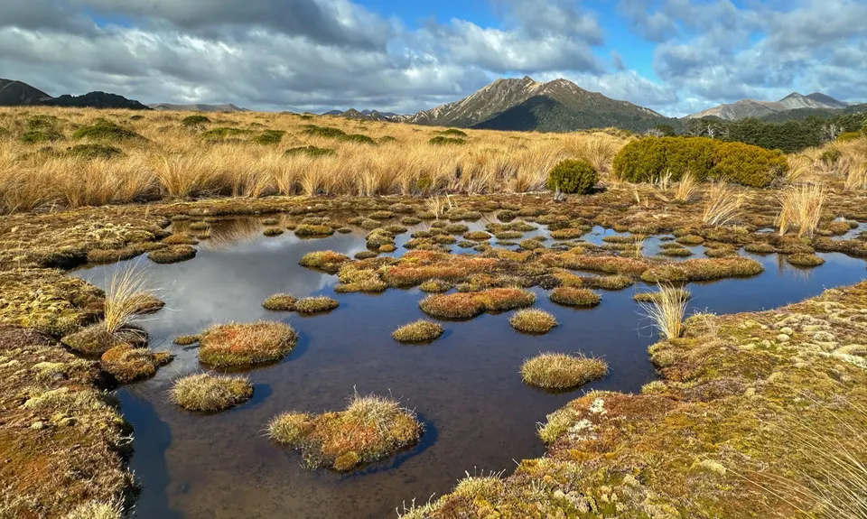 Boyd Creek Tops & Nature Walk, Southland