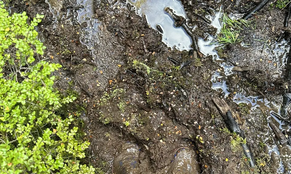 Boyd Creek Tops & Nature Walk, Southland
