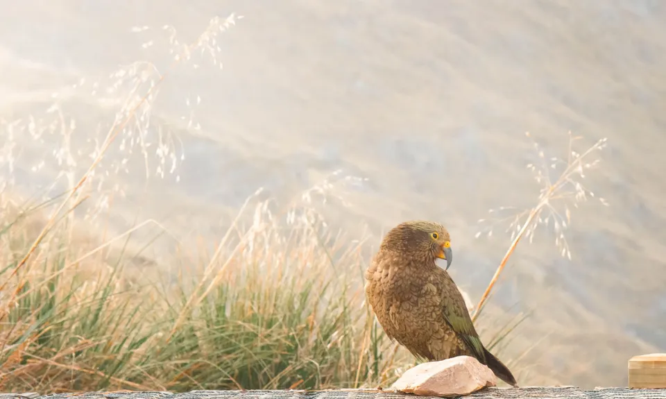 Brewster Bimble, Otago