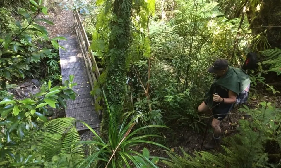 Holdsworth Lodge to Totara Flats Hut and return, Wellington