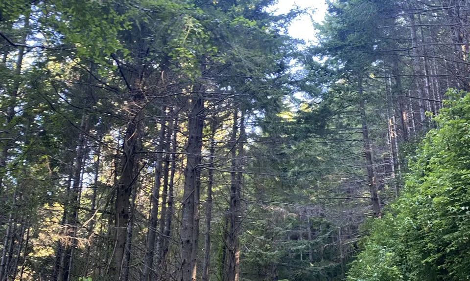 Brook-Fireball-Maitai Loop, Nelson