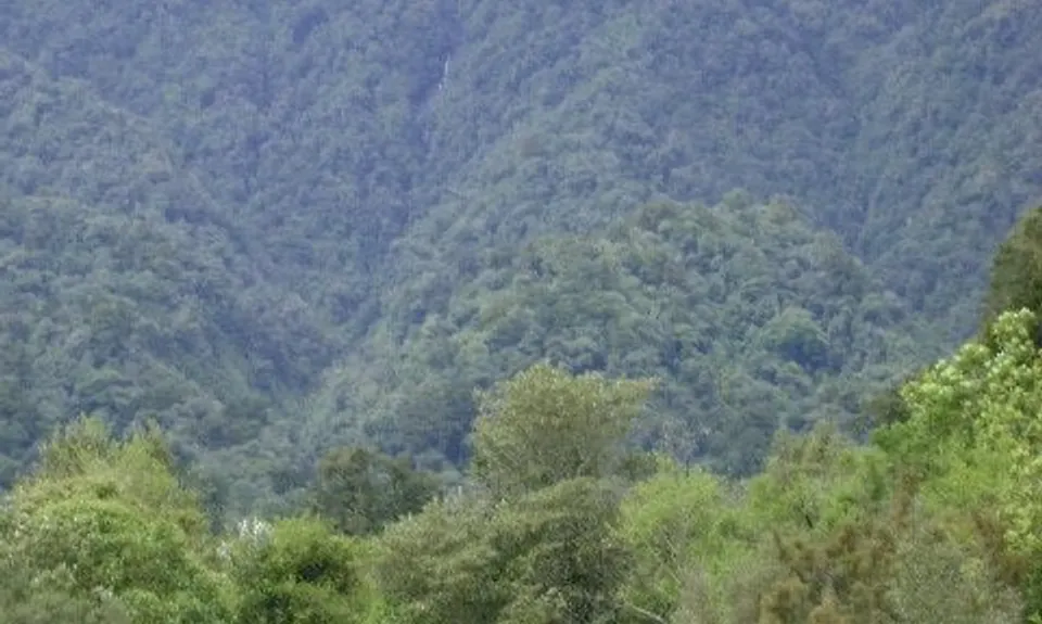 Mt Brown Bonanza, West Coast