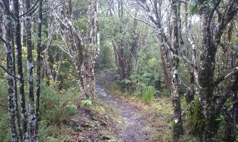 Dobson Loop, Wellington