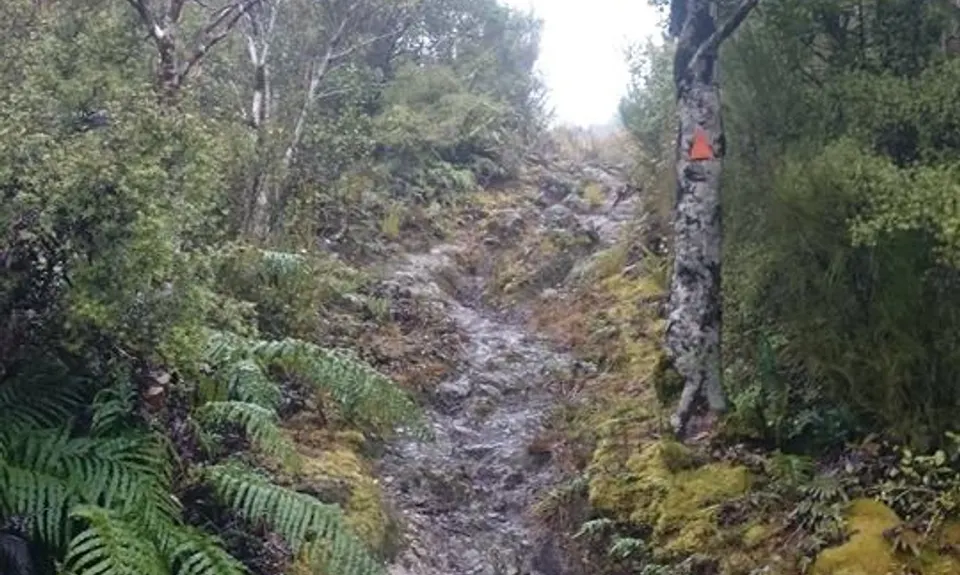 Dobson Loop, Wellington