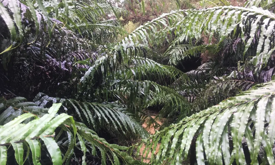 The Route of No Return - Puhoi to Dome Valley, Auckland