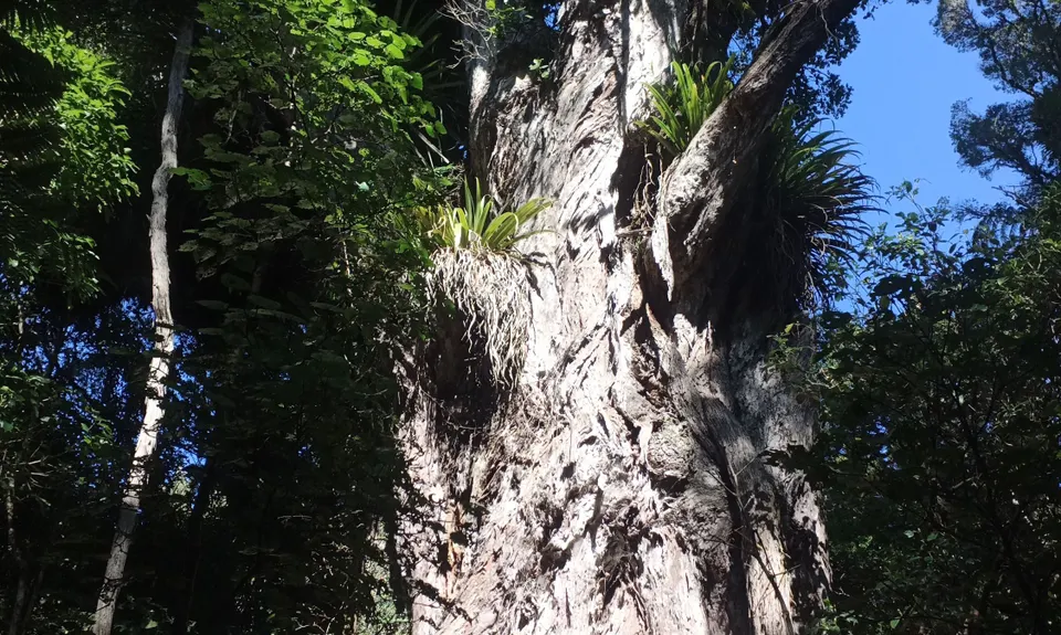 Bushy Park Tarapuruhi, Manawatu - Wanganui