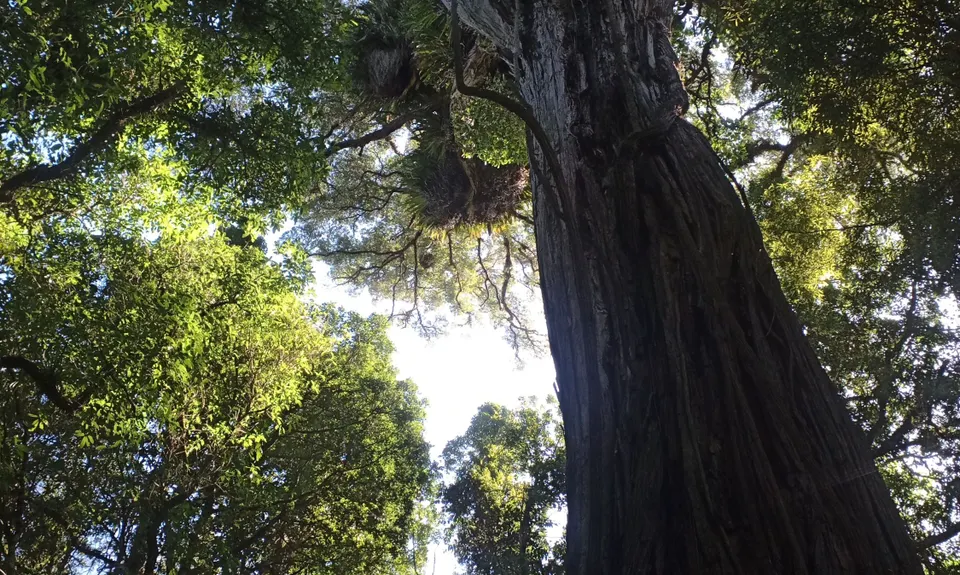 Bushy Park Tarapuruhi, Manawatu - Wanganui