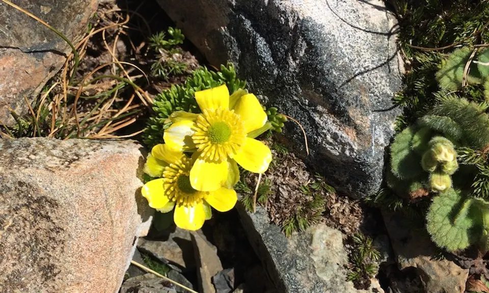 Rome Ridge/Rough Creek Alpine Circuit, Canterbury