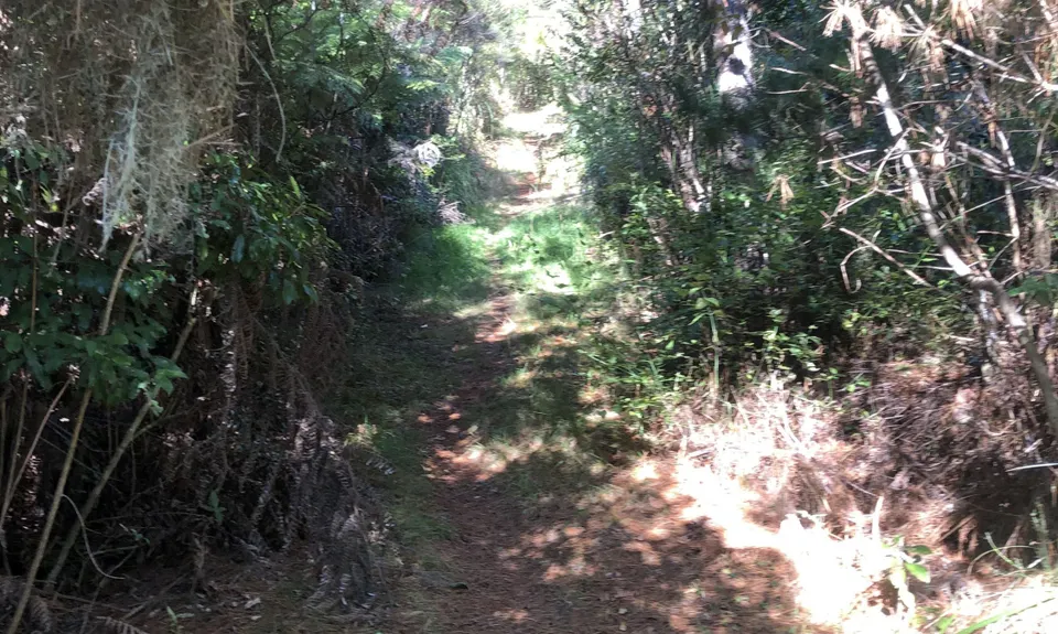 Challenge Track, Auckland
