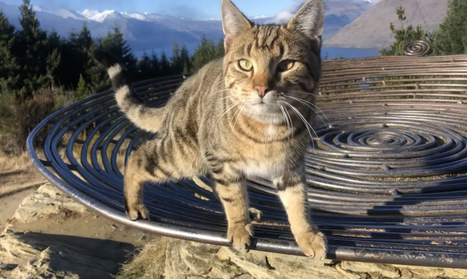 Queenstown Hill (Te Tapu-nui), Otago
