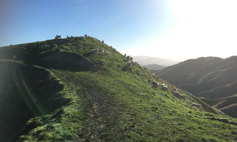 Belmont Regional Park - Oakleigh to Hill, Wellington