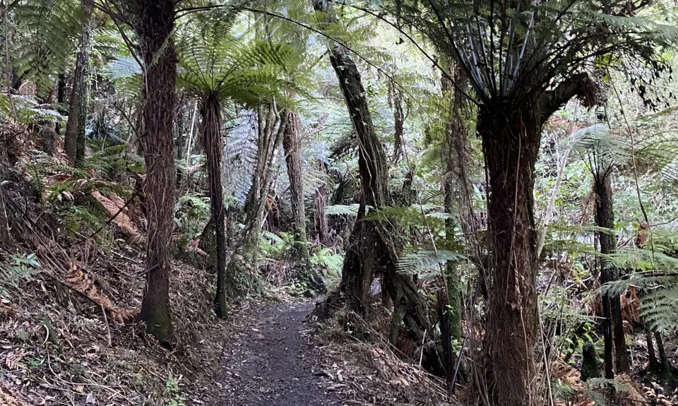 Tawhai Loop, Wellington