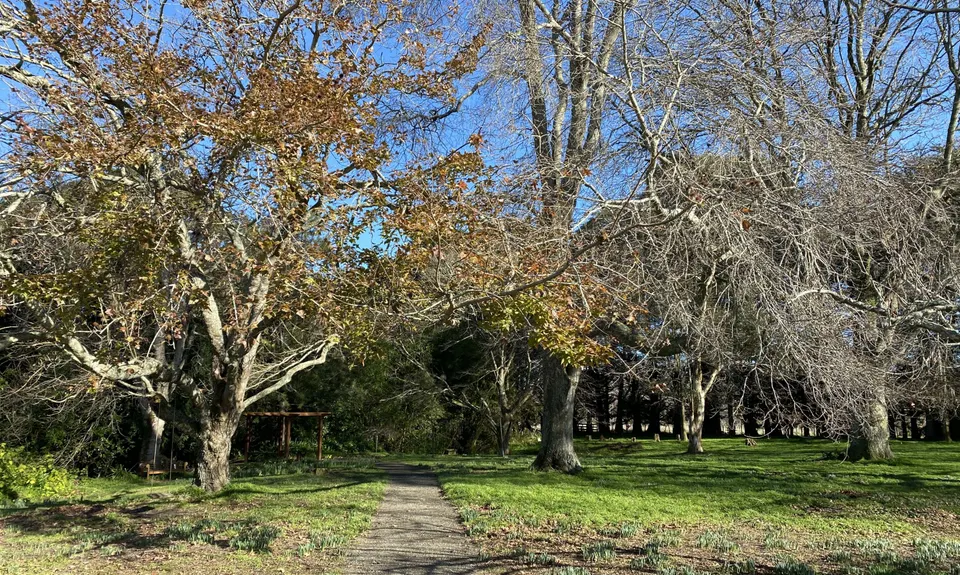 Mt Lees Daffodil Dash, Manawatu - Wanganui