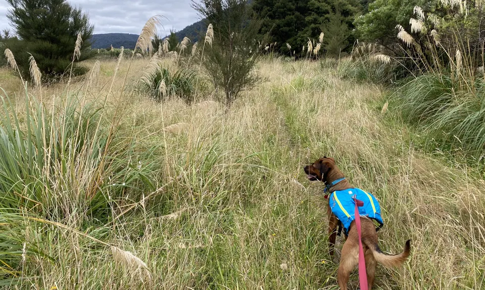 Holdsworth to Kaitoke, Wellington