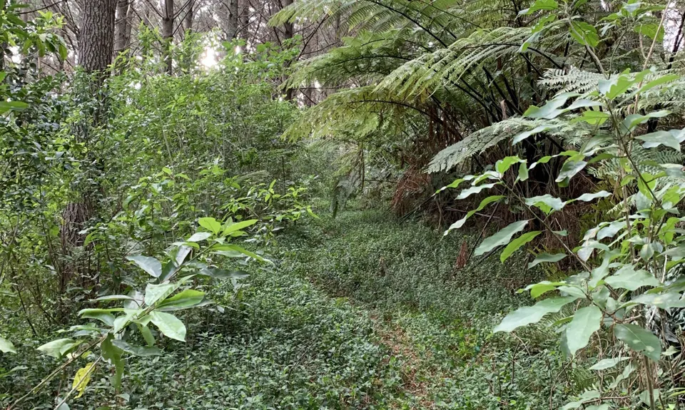 Orum Road/Te Araroa loop, Auckland