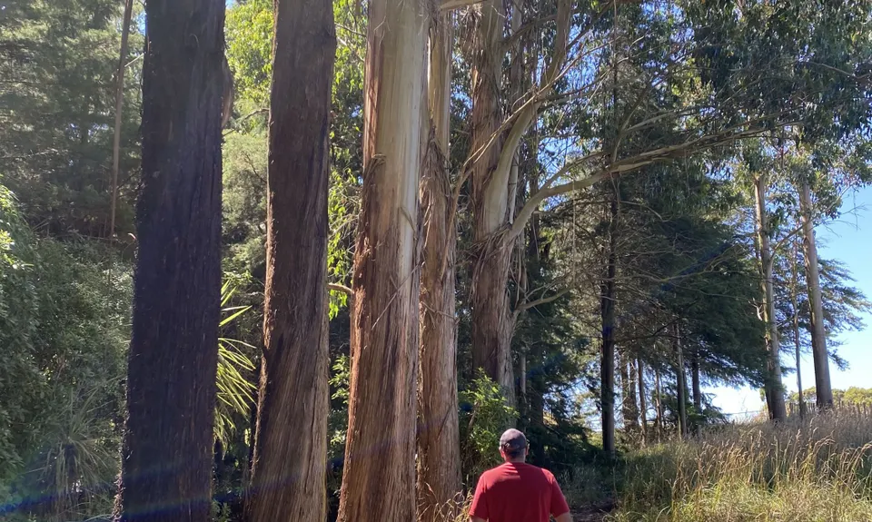 Mt Lees Daffodil Dash, Manawatu - Wanganui