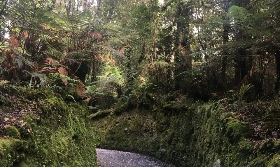 Lake Matheson Meander, West Coast