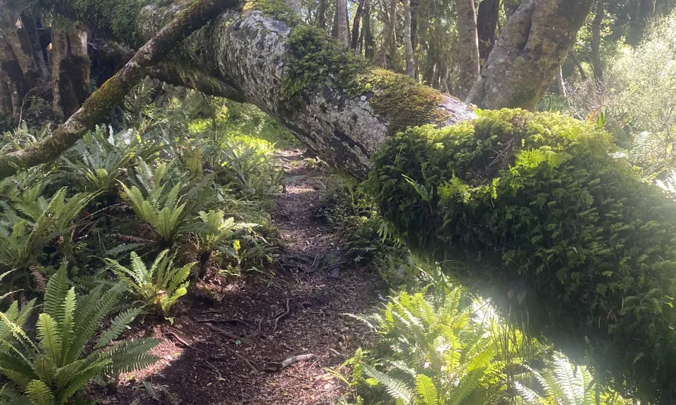 Holdsworth Lodge to Totara Flats Hut and return, Wellington