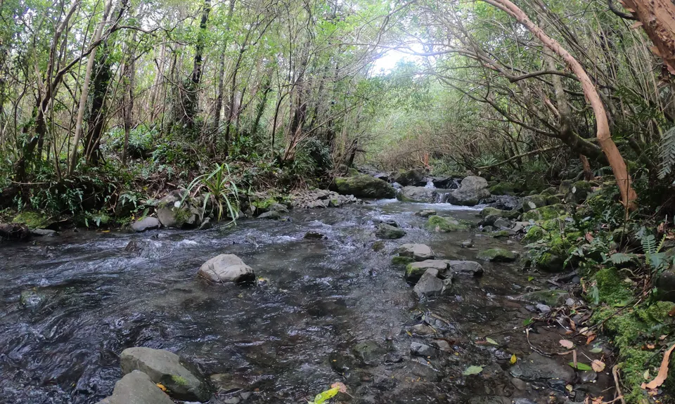 Mt Thomas Grunt, Canterbury