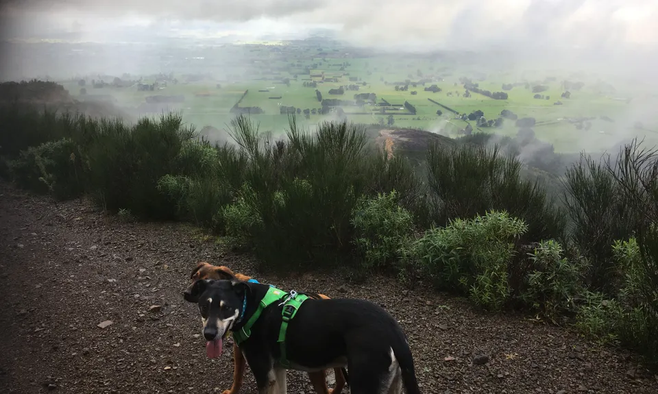 Mt Dick Loop, Wellington