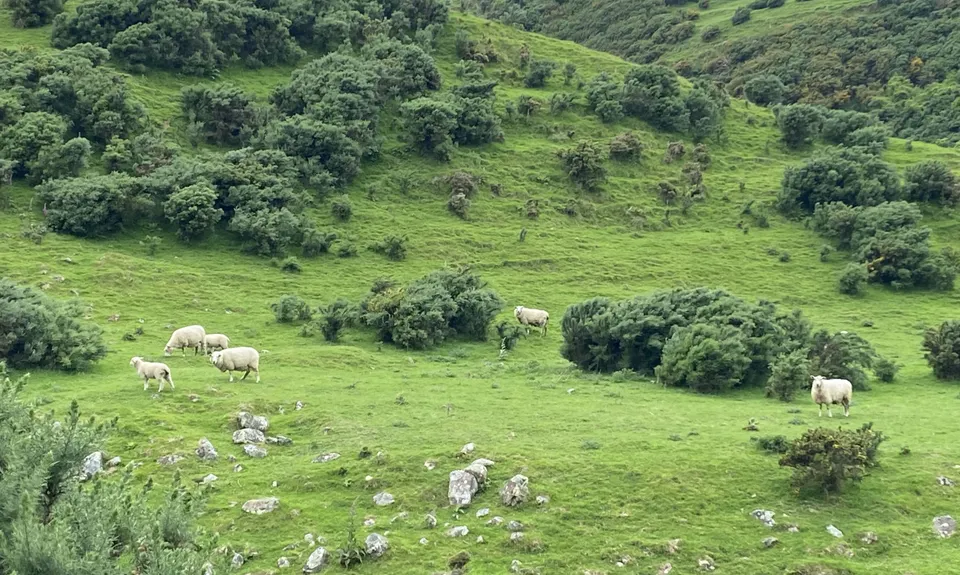 Pareraho to Cornish, Wellington