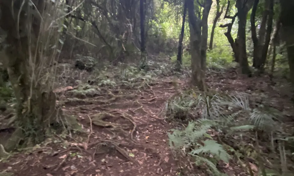 Looping Lucys, Taranaki