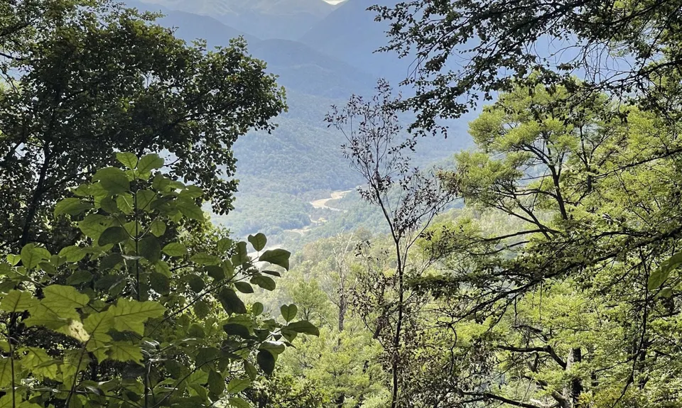 Murray Creek / Konini Track Loop, West Coast