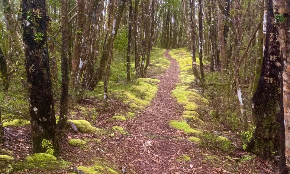Murray Creek / Konini Track Loop, West Coast