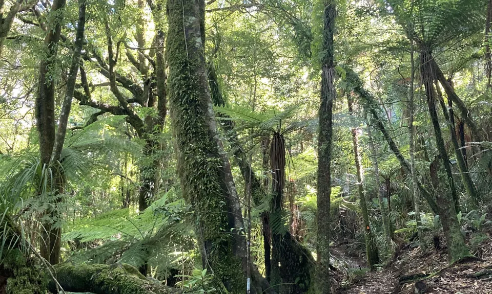 Lindemann's Loop, Bay of Plenty