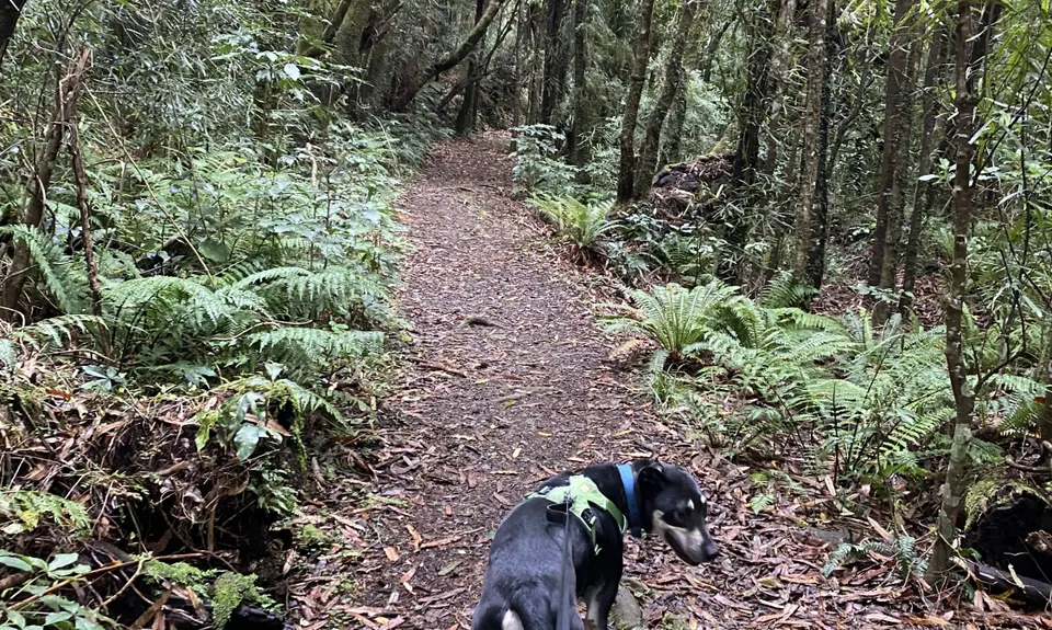 Tramline track, Wellington