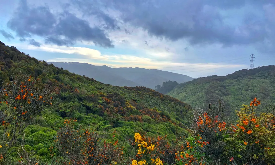 Mid Makara Magic, Wellington